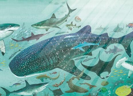 An illustration of sharks underwater