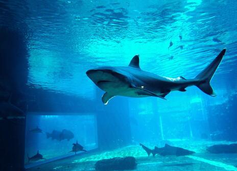 A shark swims inside a tank