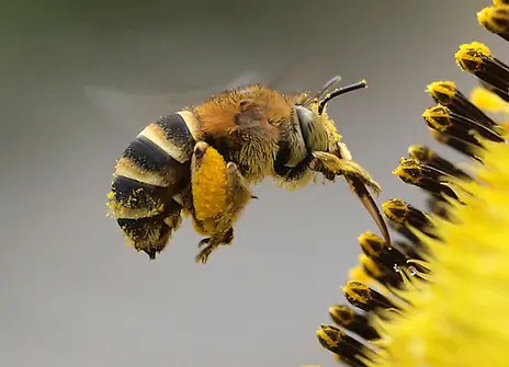 2013 winning image of a bee feeding at a flower, now on display at the Ri