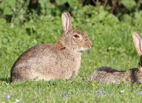 two rabbits sitting on a field of grass