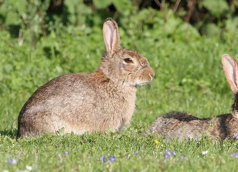 two rabbits sitting on a field of grass